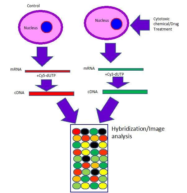 3.4: Different Cytotoxicity Assays - Chemistry LibreTexts